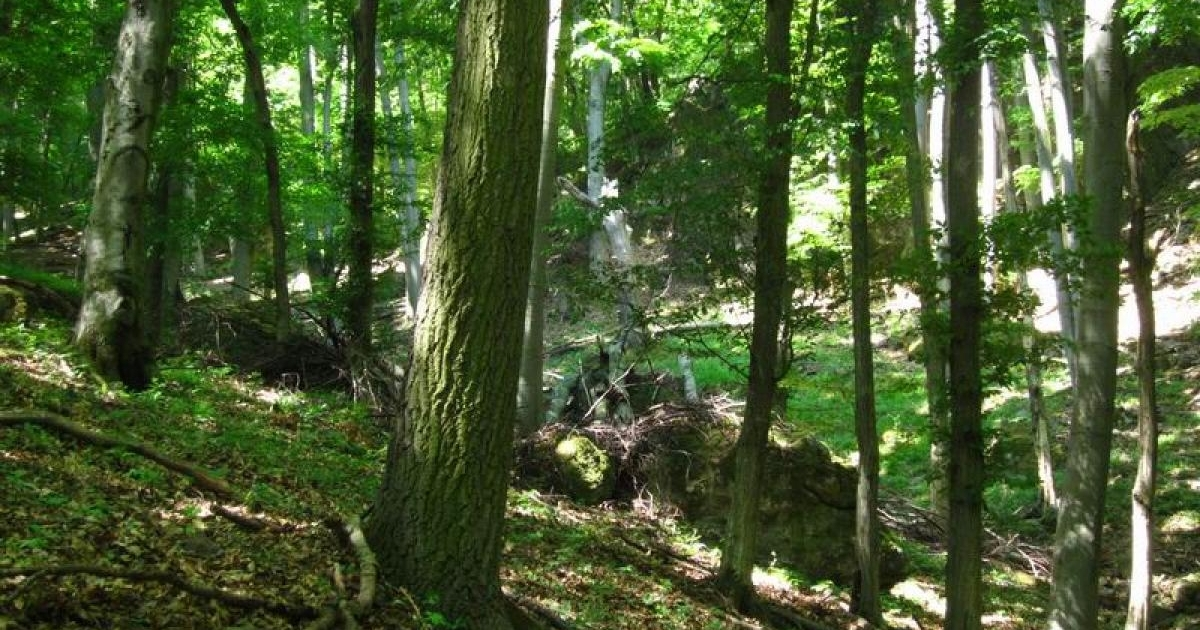 AM: AZ ÚJ ERDŐTELEPÍTÉSI PÁLYÁZATRA SZERDÁTÓL ADHATÓK BE A KÉRELMEK